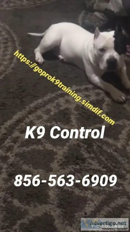 Dog and puppy training guaranteed