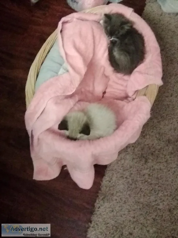 Two small kittens