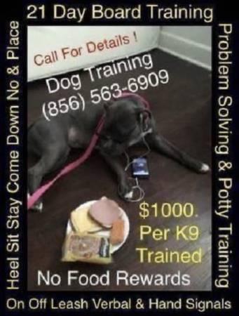 Dog training program deal