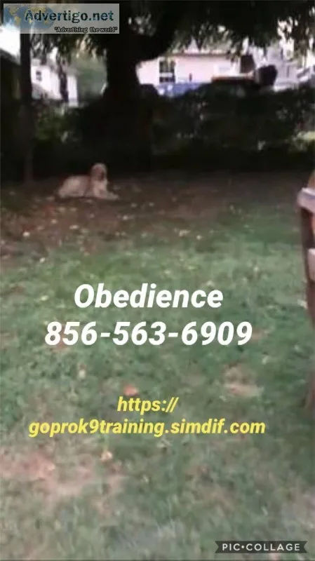 Solving canine behavioral issues