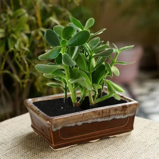Khurja Pottery Planters