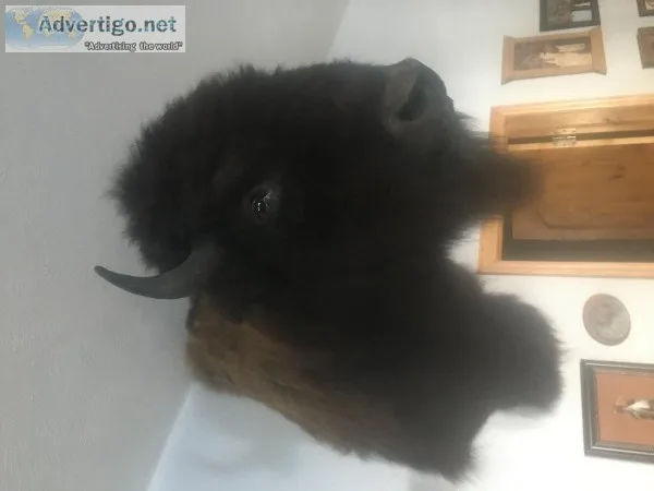 Buffalo shoulder mount