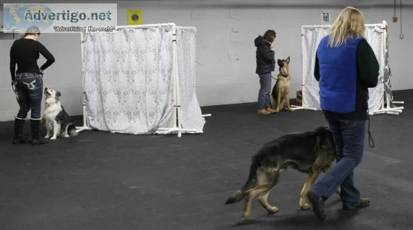 Small Dog Daycare Services in Albany New York