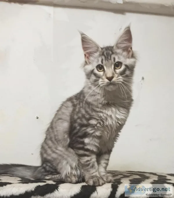 Maine c--n kittens both female & male for sale