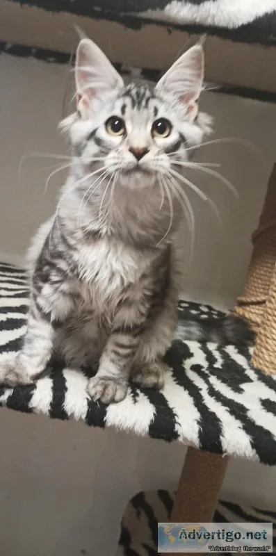 Maine c--n kittens both female & male for sale