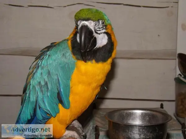 Dv Blue And Gold Macaw parrots