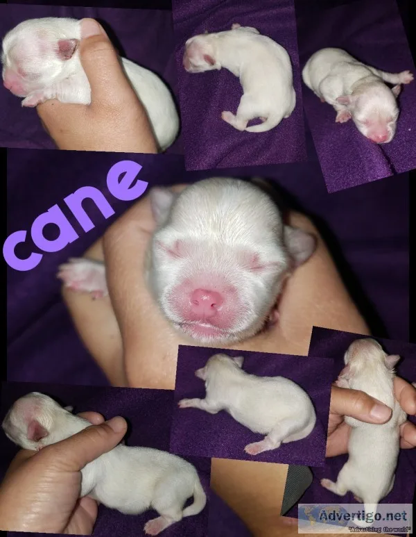 Akc chihuahuas