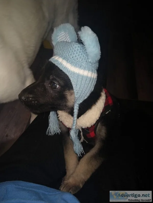 Female german shepherd, unregistered/purebred
