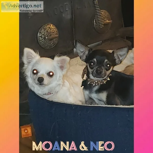 Akc chihuahuas