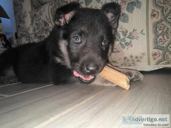 Female german shepherd, unregistered/purebred