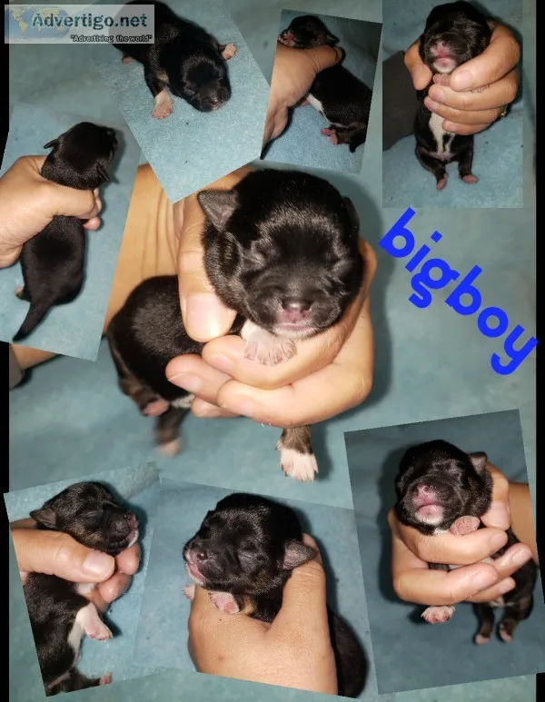 Akc chihuahuas