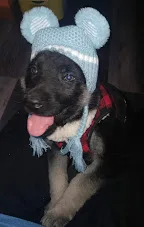 Female german shepherd, unregistered/purebred
