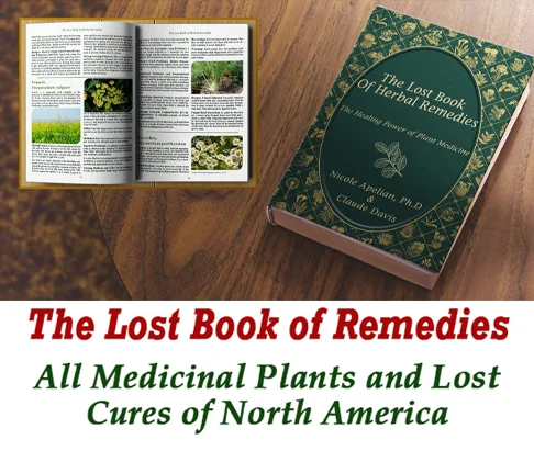 The lost book of herbal remedies