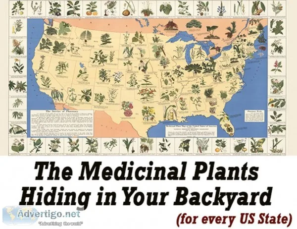 The lost book of herbal remedies