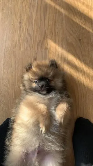 3 Months Cutest Pom Puppy