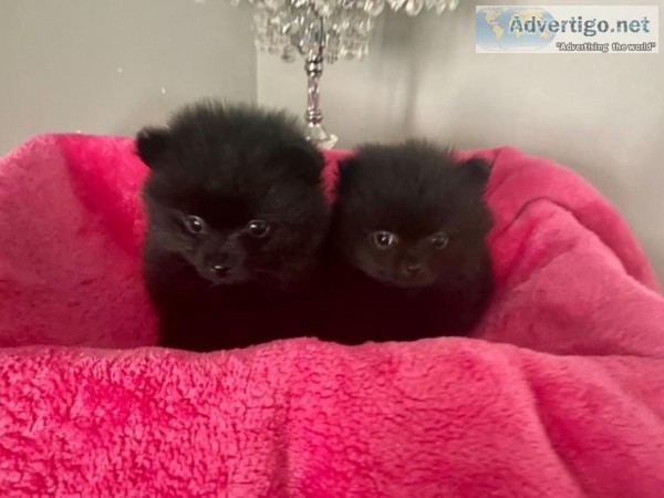 2 Solid Black Pomeranian Boys