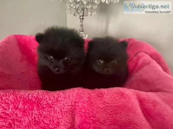 2 Solid Black Pomeranian Boys