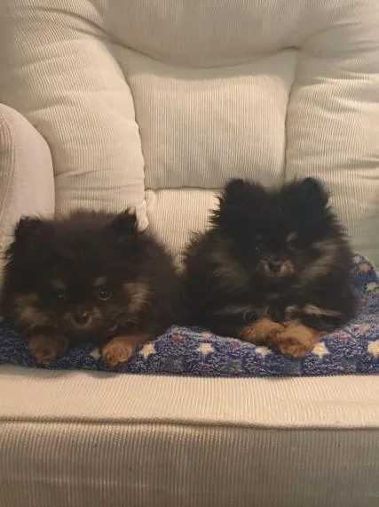 Female Pomeranian Puppies