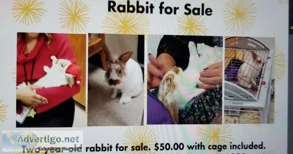 Rabbit and Cage for Sale