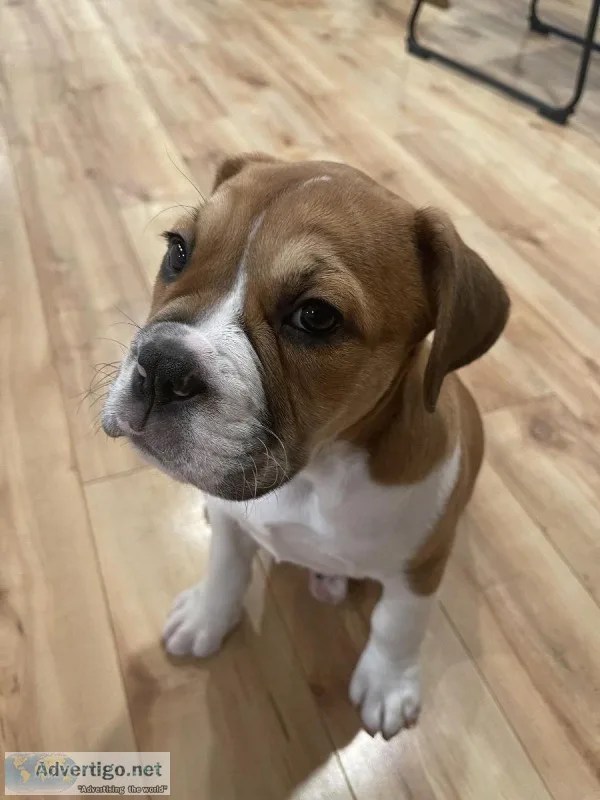 Beautiful BeaBull (English Bulldog and Beagle)