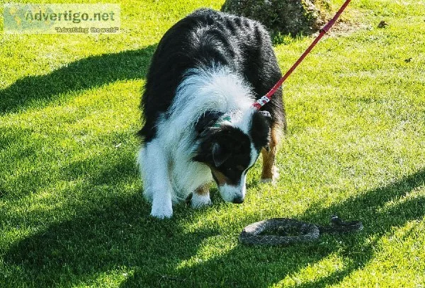Rattlesnake Avoidance Training for Dogs