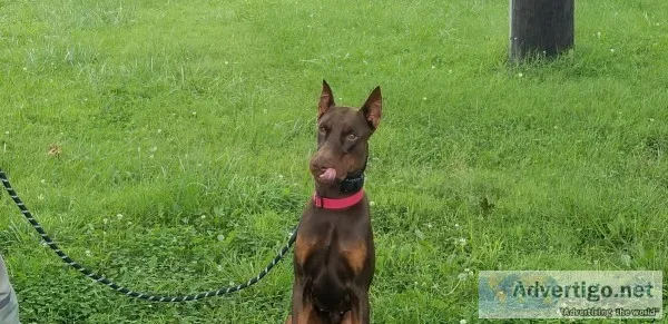 Full blooded Red Doberman Pincher
