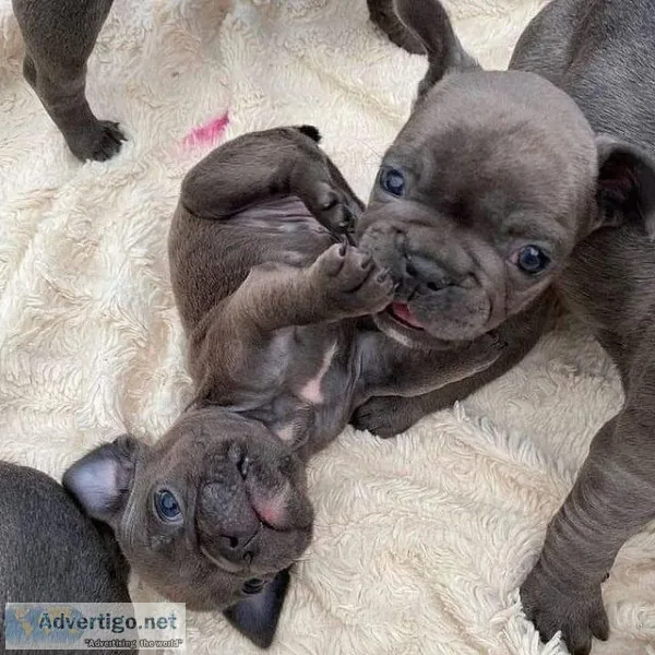 Cute  French Bulldog Puppies for sale