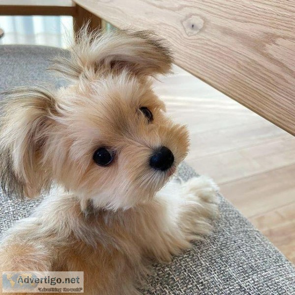 lovely Maltese puppies ready for new homes