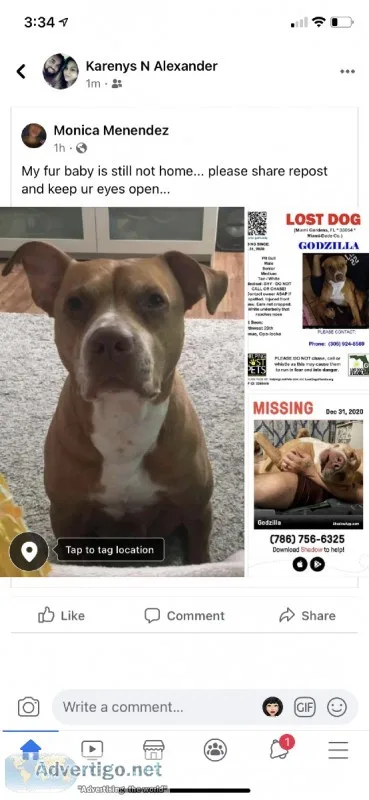 Missing dog
