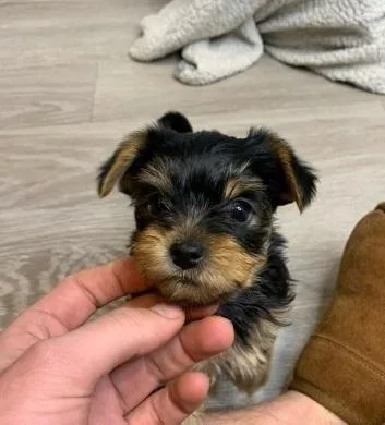 Absolutely 3 Stunning yorkie puppies