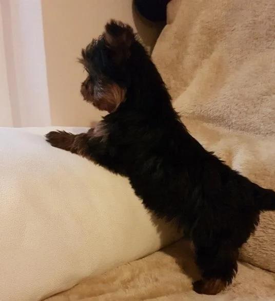 AKC Champion Yorkie  Puppies-3 Left