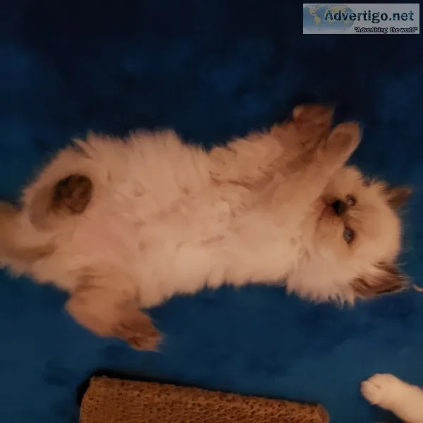 Registered persian himalayan kittens