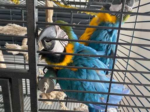 Healthy raised pure african grey and macaw urgent birds