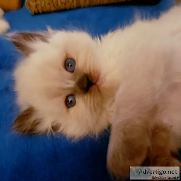 Registered persian himalayan kittens
