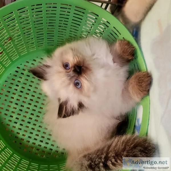 Registered persian himalayan kittens
