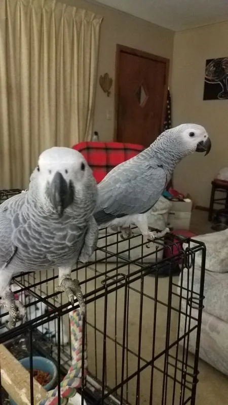 Healthy raised pure african grey and macaw urgent birds