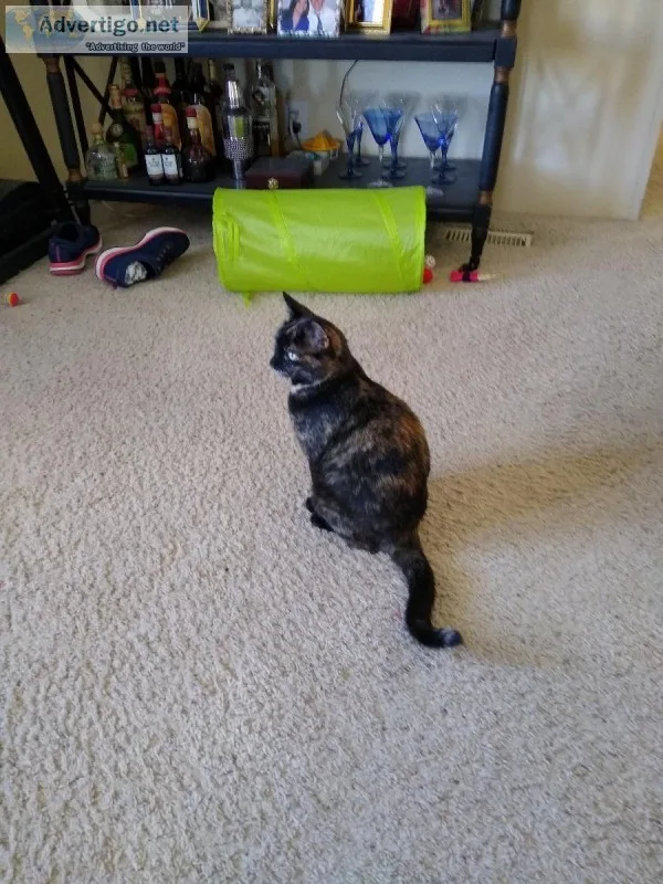 Kitten 7 months Spayed wShots
