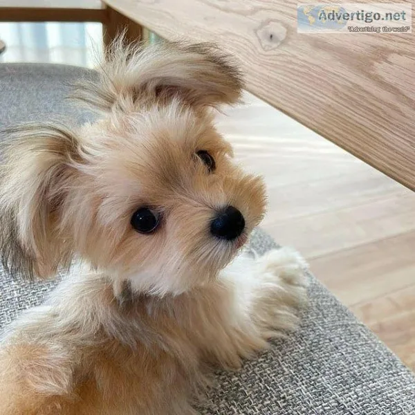 Special Maltese puppies ready for sale