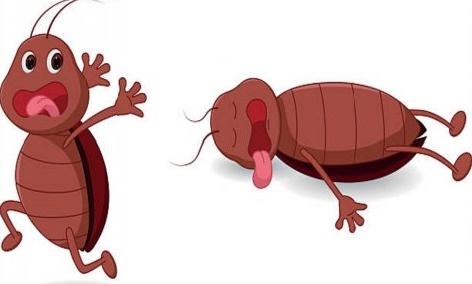 Know about bed bug exterminator