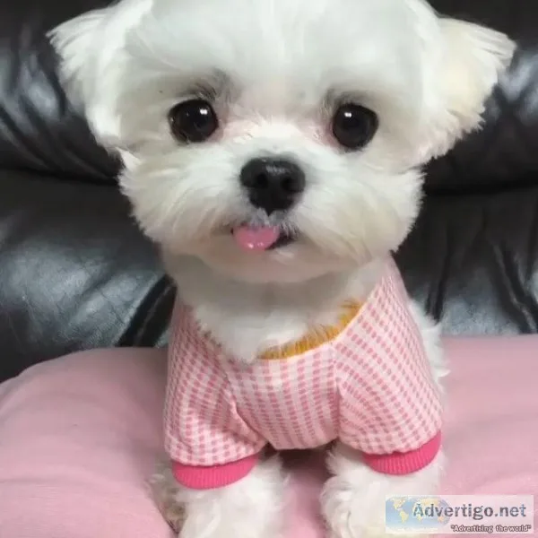 Amazing Maltese puppies available for sale