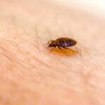 Pest Control Tsawwassen