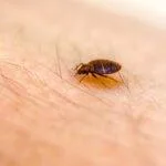 Pest Control Tsawwassen