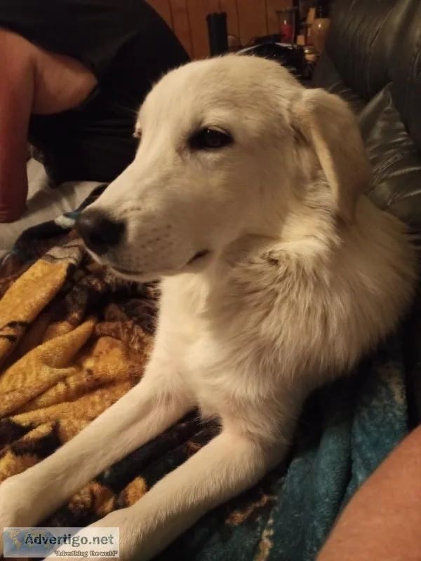 Free dog