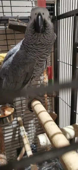 Simple male african grey for sale 3-4 months
