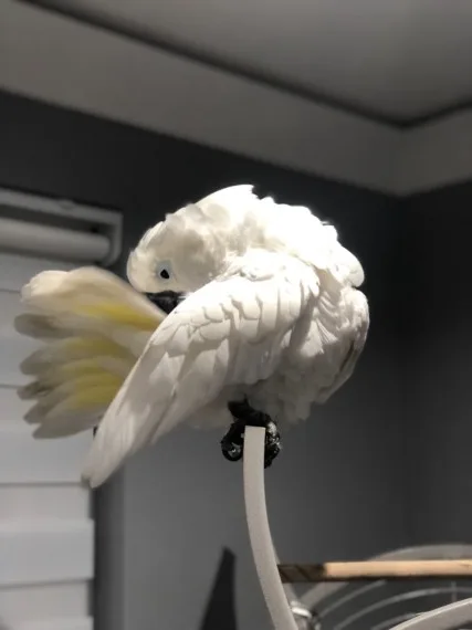 Beautiful boy casper, umbrella cockatoo