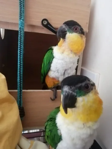 Caique breeding pair for sale