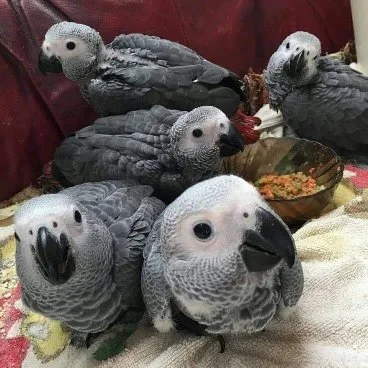 Babies african grey parrot 3 months 3 weeks 5 days