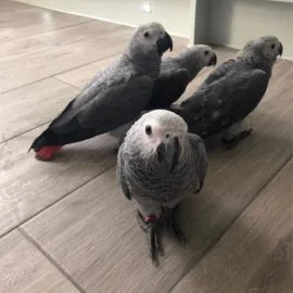 Babies african grey parrot 3 months 3 weeks 5 days