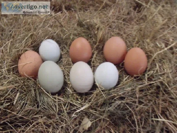 Farm eggs for sale