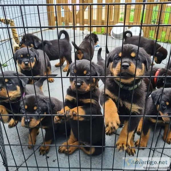 Rottweiler puppies for sale